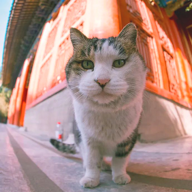 北京の世界遺産「故宮」紫禁城への猫の宮廷入り物語 - 中国観光|リアルな中国旅行の物語